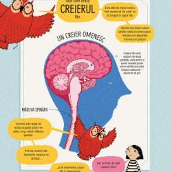 Cum functioneaza creierul uman? - Usborne