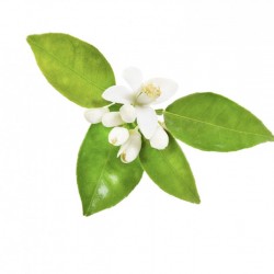 dōTERRA Touch Neroli, pentru buna dispozitie, pete, calmarea pielii, masaj relaxant