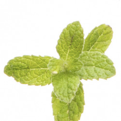 Peppermint softgel, 60 capsule cu ulei de menta piperita, doterra