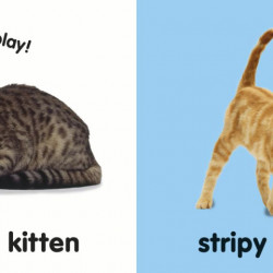 Baby Touch and Feel Kittens, DK