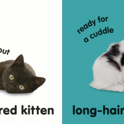 Baby Touch and Feel Kittens, DK