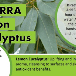Ulei esential lemon eucalyptus, 15 ml, doterra