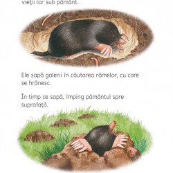 Ce se intampla sub pamant? - Usborne