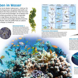 Descoperiti apa, memo Wissen entdecken, Wasser, dk, 8+