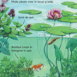 Lacuri și balti, Usborne