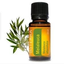 Ulei esential Melaleuca alternifolia, Tea tree, (Arbore de ceai), 15 ml, pentru curățarea și purificarea tenului, pielii și a unghiilor, imperfectiuni ale pielii, Doterra