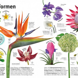 Carte in limba germana despre plante, Pflanzen, dk, 8+