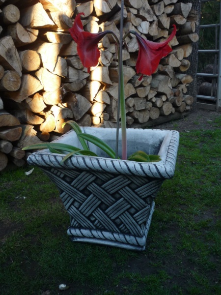 Ghiveci beton patrat impletit antichizat 48x48