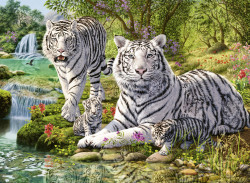 PUZZLE TIGRI ALBI, 500 PIESE
