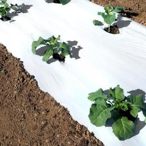Folija za jagode BELO CRNA 1,2mx1000m 30mic - rupe 30x30 dvoredna