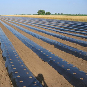 Folija za jagode CRNA 1,2mx1000m 40mic - rupe 30x30