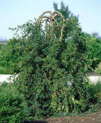 Poze Arbore de mazăre siberian pletos (Caragana arborescens Pendula)   