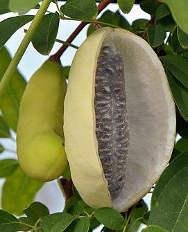 Poze Viță de ciocolată Alba (Akebia quinata Alba)