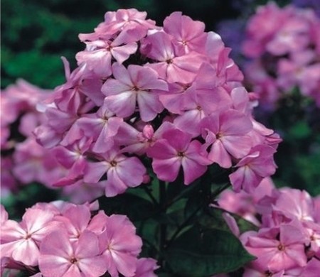 Poze Phlox roz