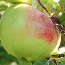 Măr Boiken