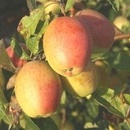 Măr Sinap Kandil