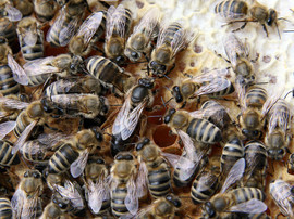 Mated Carpathian Bee Queens delivery everywhere in EU for sale