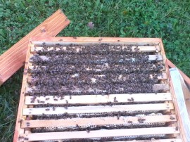 Family Bees saled at start of the season for sale