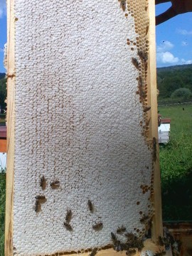 Pure RAW Natural Romanian Honey from Bees, no processing, no atibiotics, just Quality
