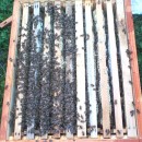 Bees swarms for sale