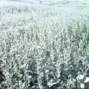 Phacelia Seeds for sale
