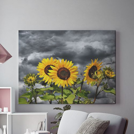 Tablou Canvas Floarea soarelui in furtuna