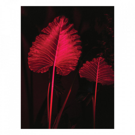 Tablou Canvas RED LEAVES