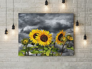 Tablou Canvas Floarea soarelui in furtuna