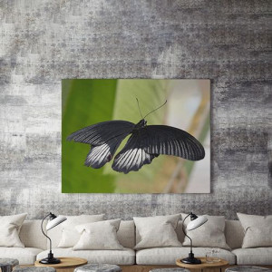 Tablou Canvas Fluture negru