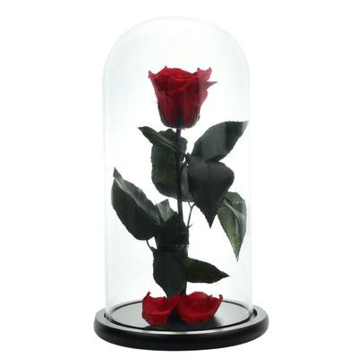 Trandafir Criogenat in cupola de sticla cu blat negru, pe pat de petale (Culoare: Rosu cu margini aurii)