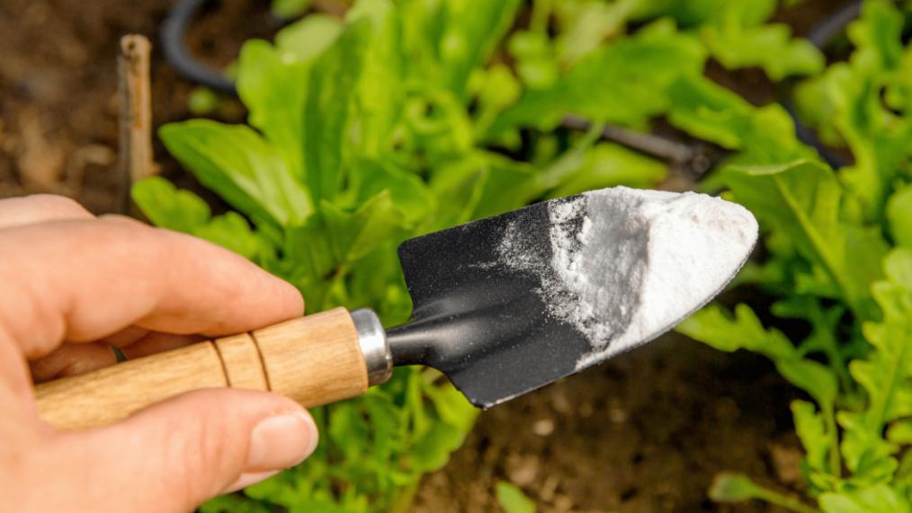 Inceputul sezonului de productie in serele cu policarbonat