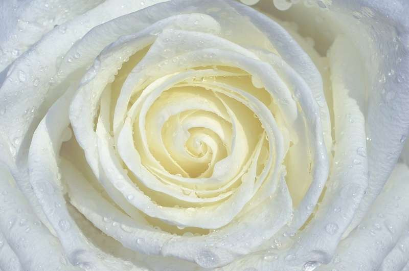 Creamy rose macro shot living room wall mural - 663