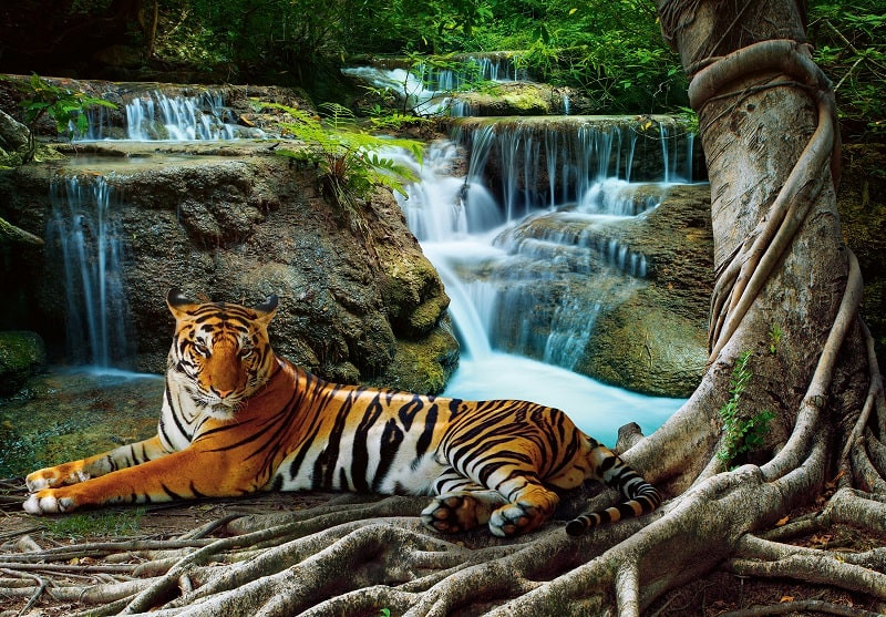 Tiger wall mural 14407