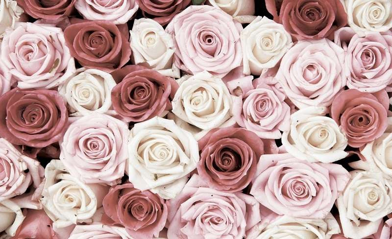 Endless red and white roses wall mural -1629