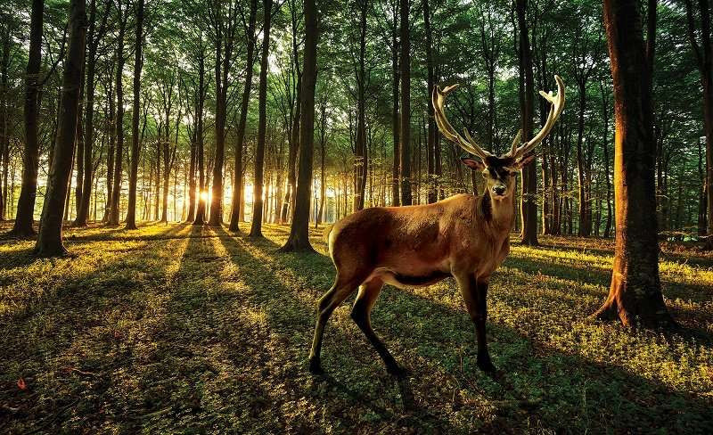 Male deer in a green forest wall mural - 3194