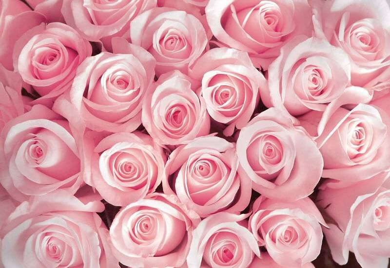 Pink roses photo wallpaper -2168