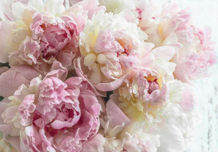 Gentle pink peonies wall mural - 13817