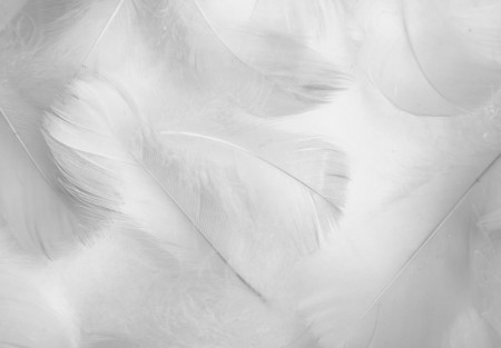 White feathers wall mural - 14422