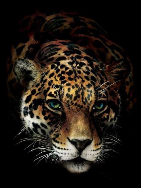 Wild panthera, animals wall posters - 10148A