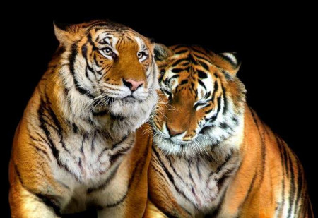 Tigers in love wall mural - 10173