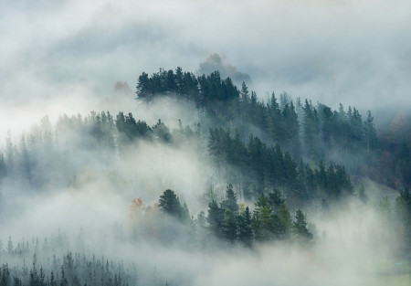 Mountains and forest in the fog Wall Mural - 14552
