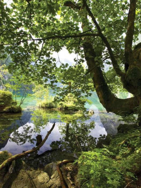 Tree by the lake green nature wallpaper - 10222A