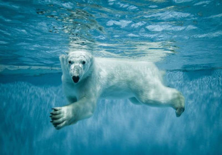 Polar bear in the water wall mural - 12621