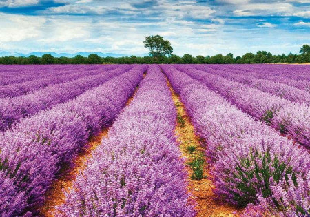 Lavender field wallpaper - 11039