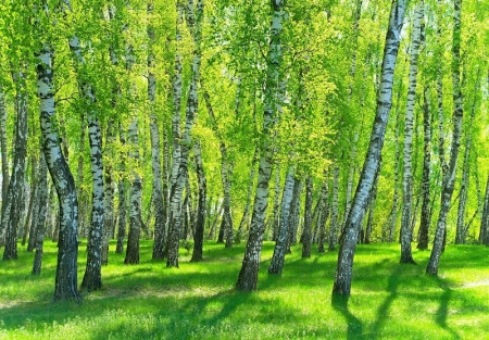 Stunning Birch Forest Wall Mural - 14554