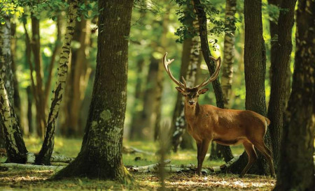 Deer in the forest wall mural - 2287