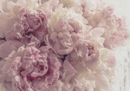 Peonies wall mural - 13818