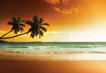 Appealing beach with palm trees Wall Mural - 14614