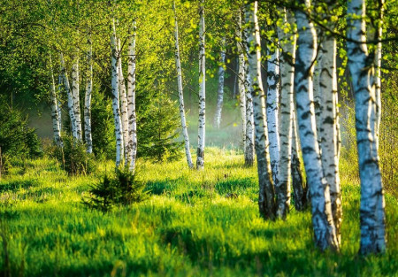 Nature Birch Forest Trees Grass wall mural - 14174