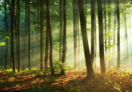 The Mysterious Forest Wall Mural - 14578